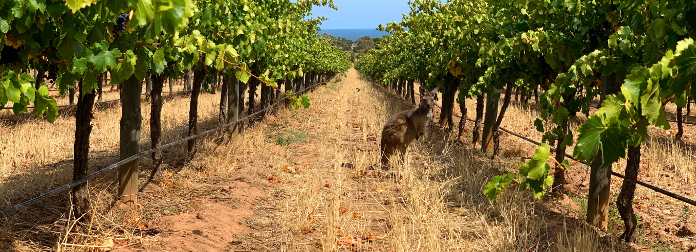 Grounded Cru vineyard 